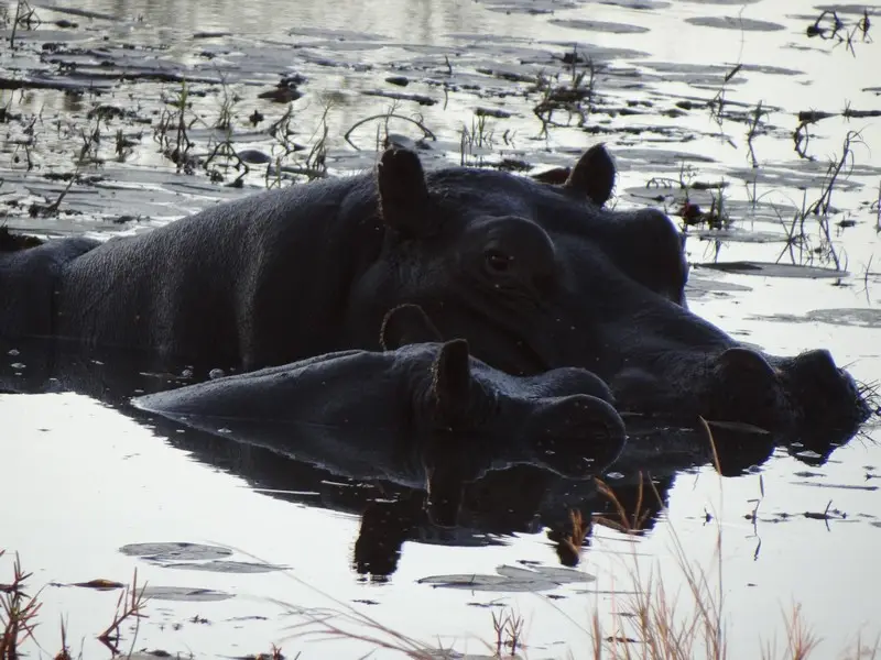 Botswana2011125.jpg
