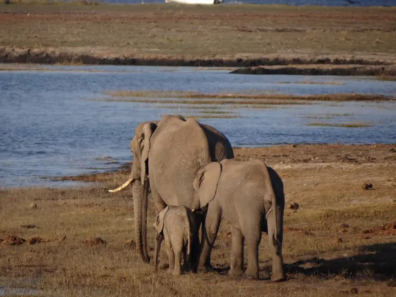 Botswana2011134.jpg