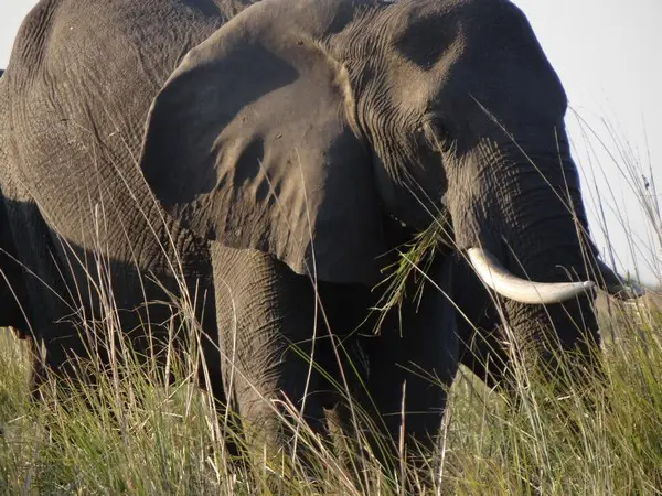 Botswana2011137.jpg