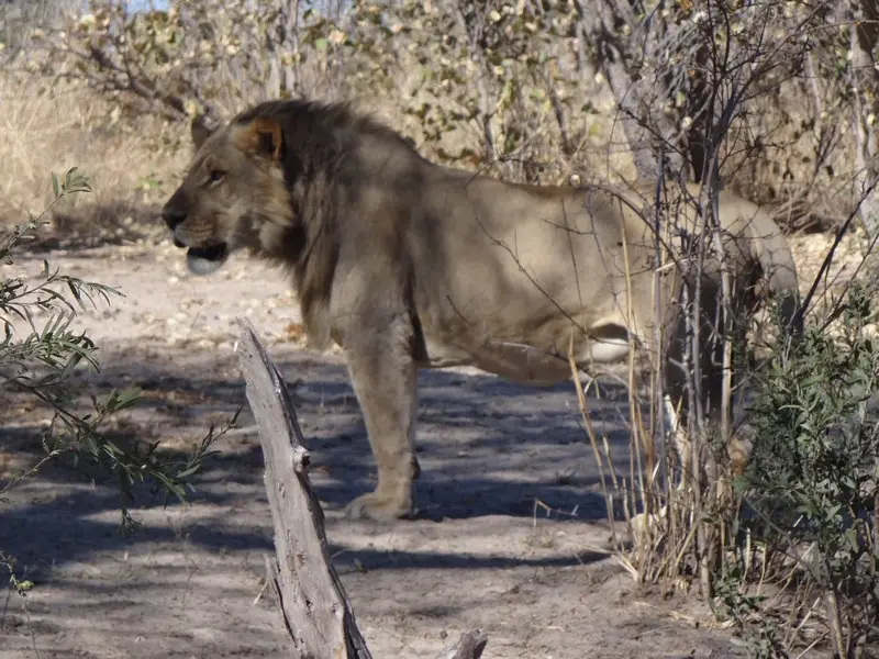 Botswana2011166.jpg