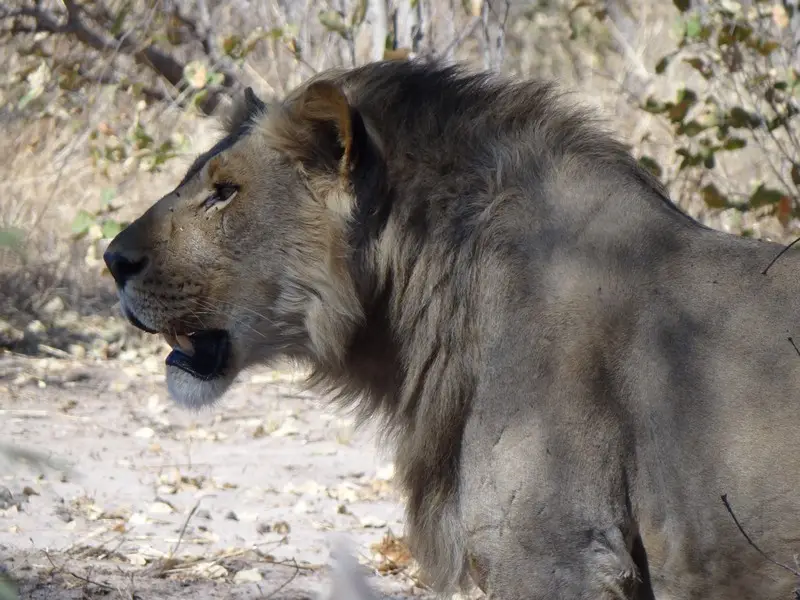 Botswana2011167.jpg