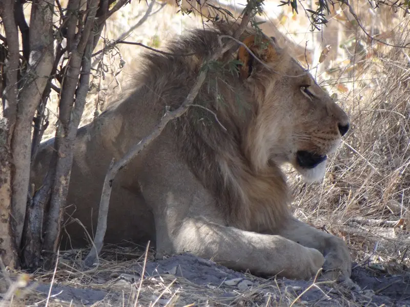 Botswana2011175.jpg