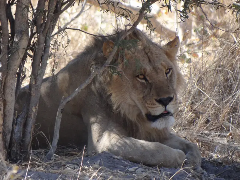 Botswana2011178.jpg