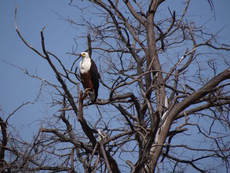 Botswana2011184.jpg