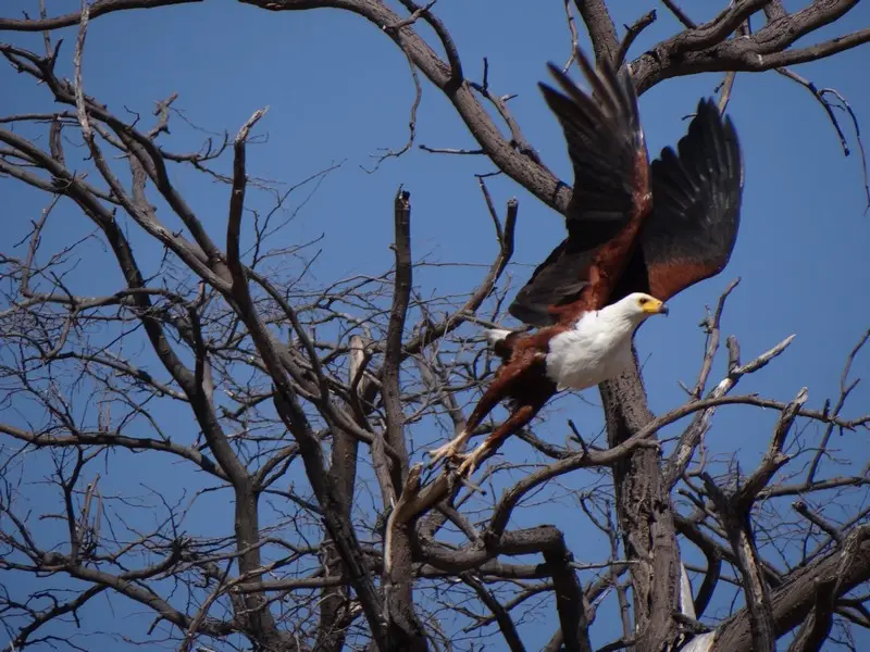 Botswana2011189.jpg
