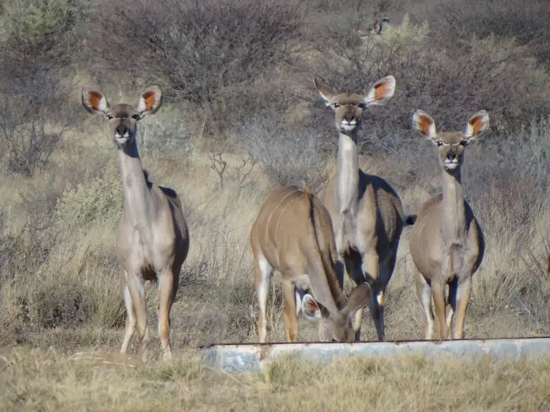 Botswana2011205.jpg