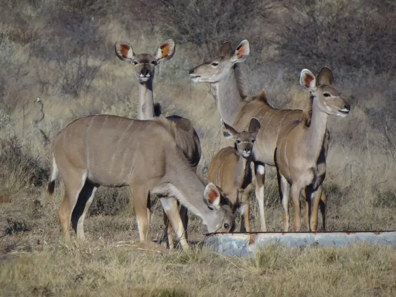 Botswana2011214.jpg