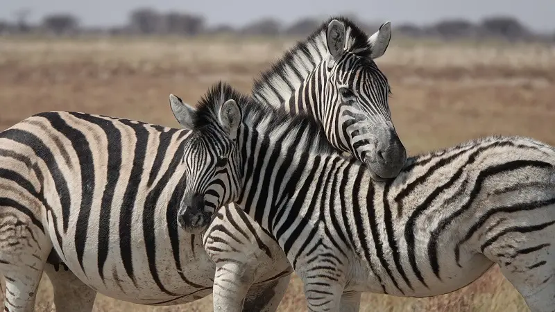 DSC01695.JPG