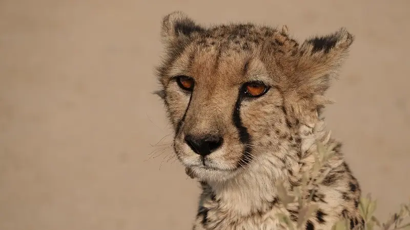 DSC01747-2.JPG