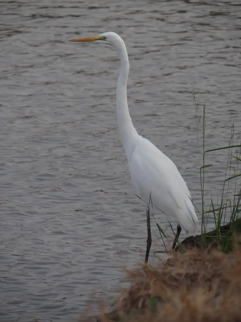 DSC06125.JPG
