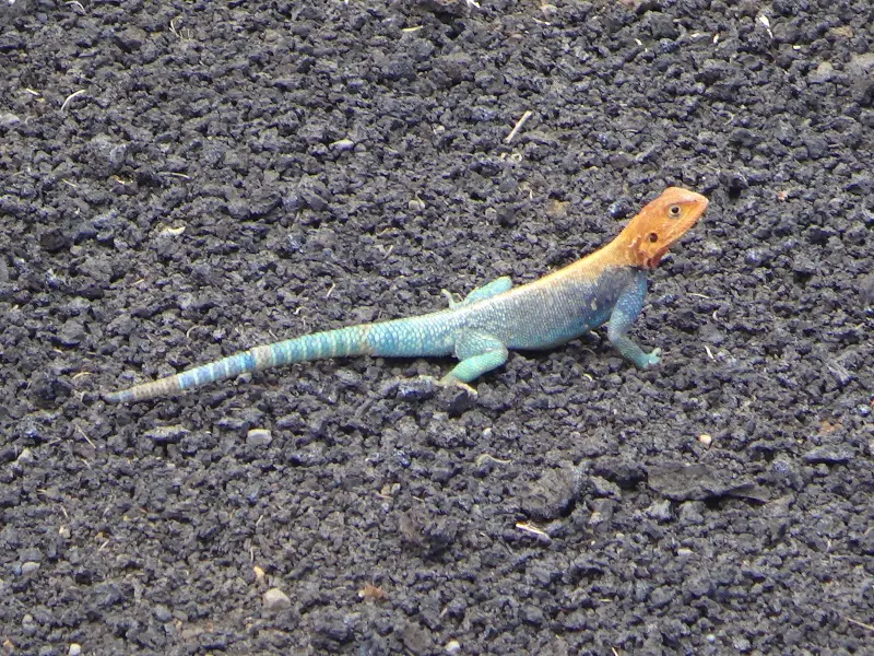 DSC06126.JPG