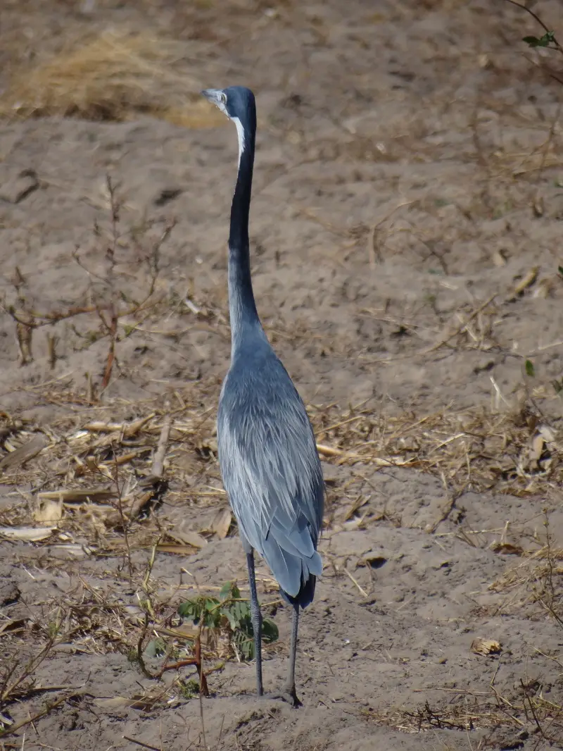 DSC08001.JPG