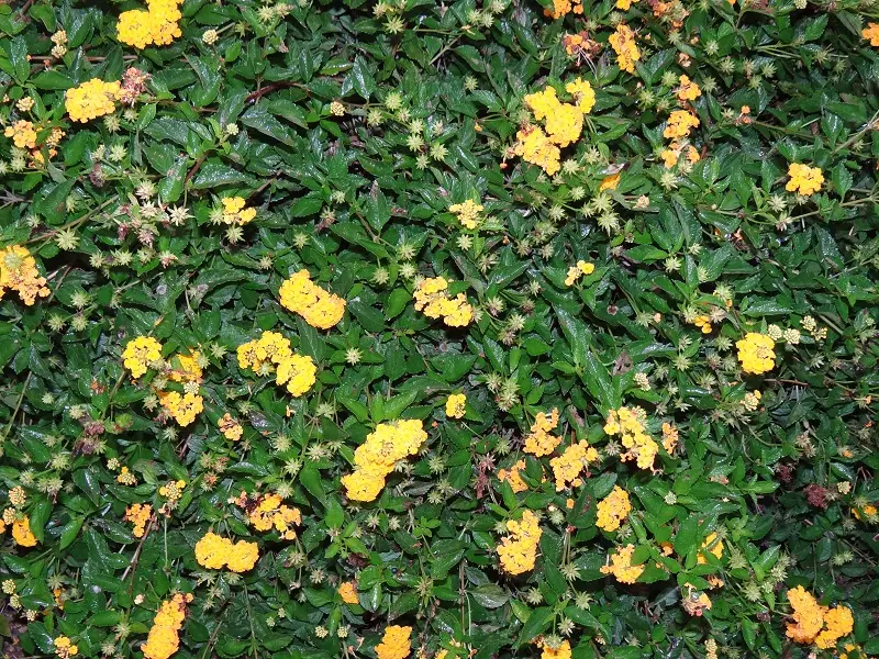 DSC08047.JPG