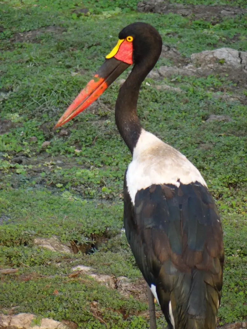 DSC08102-2.JPG