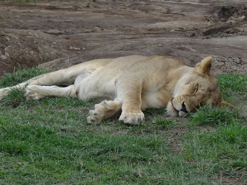 DSC08544.JPG