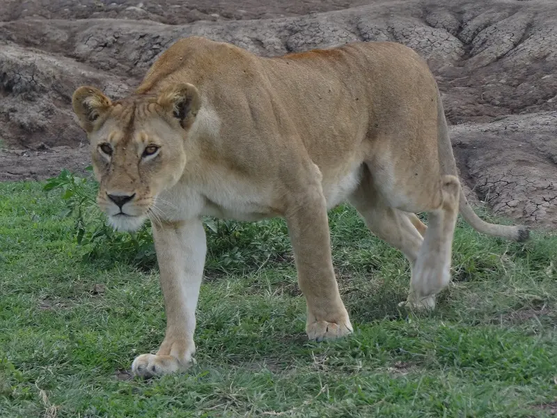 DSC08606.JPG
