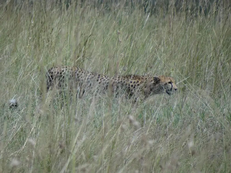 Knya2012436.jpg