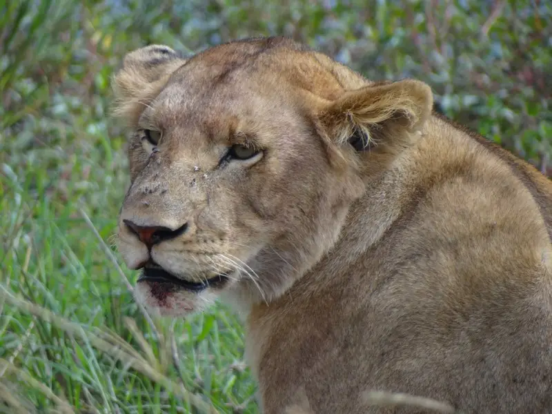Knya2012483.jpg