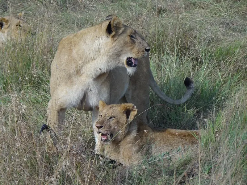 Knya2012547.jpg