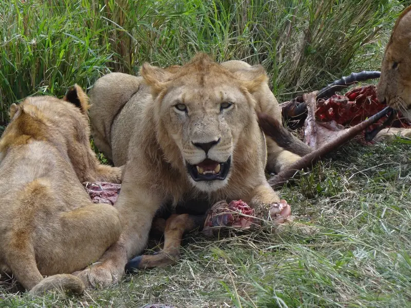 Knya2012578.jpg