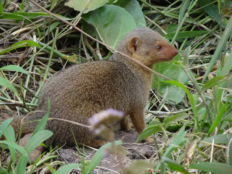 Knya2012667.jpg