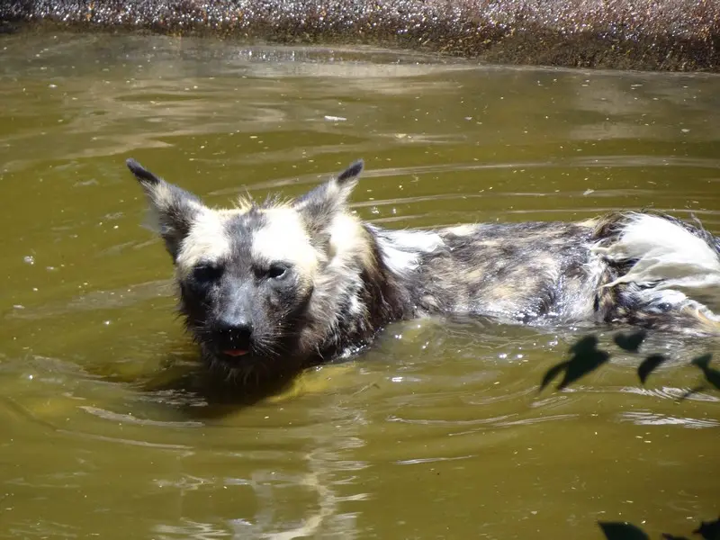 Mosambik2012044.JPG