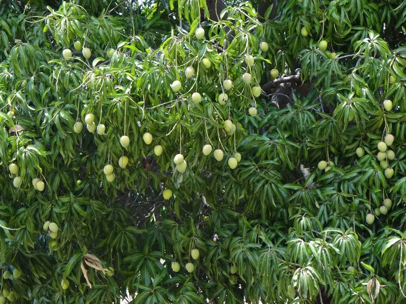 Mosambik2012185.JPG