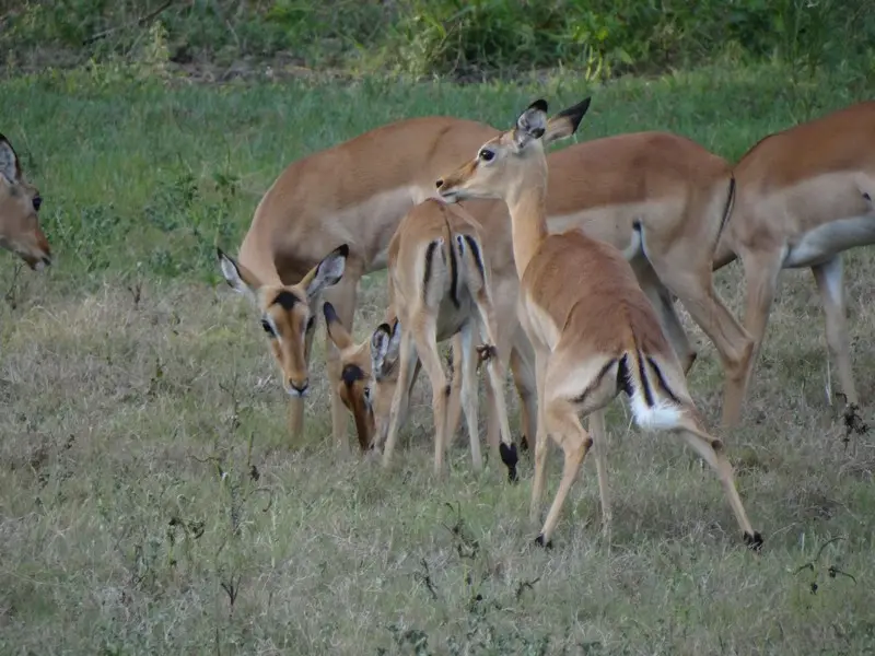 Mosambik2012243.JPG