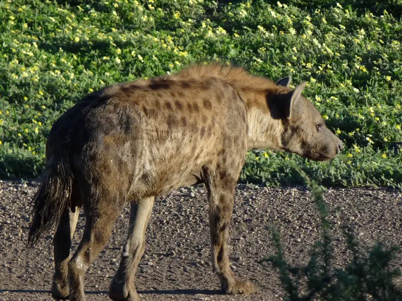 Mosambik2012403.JPG