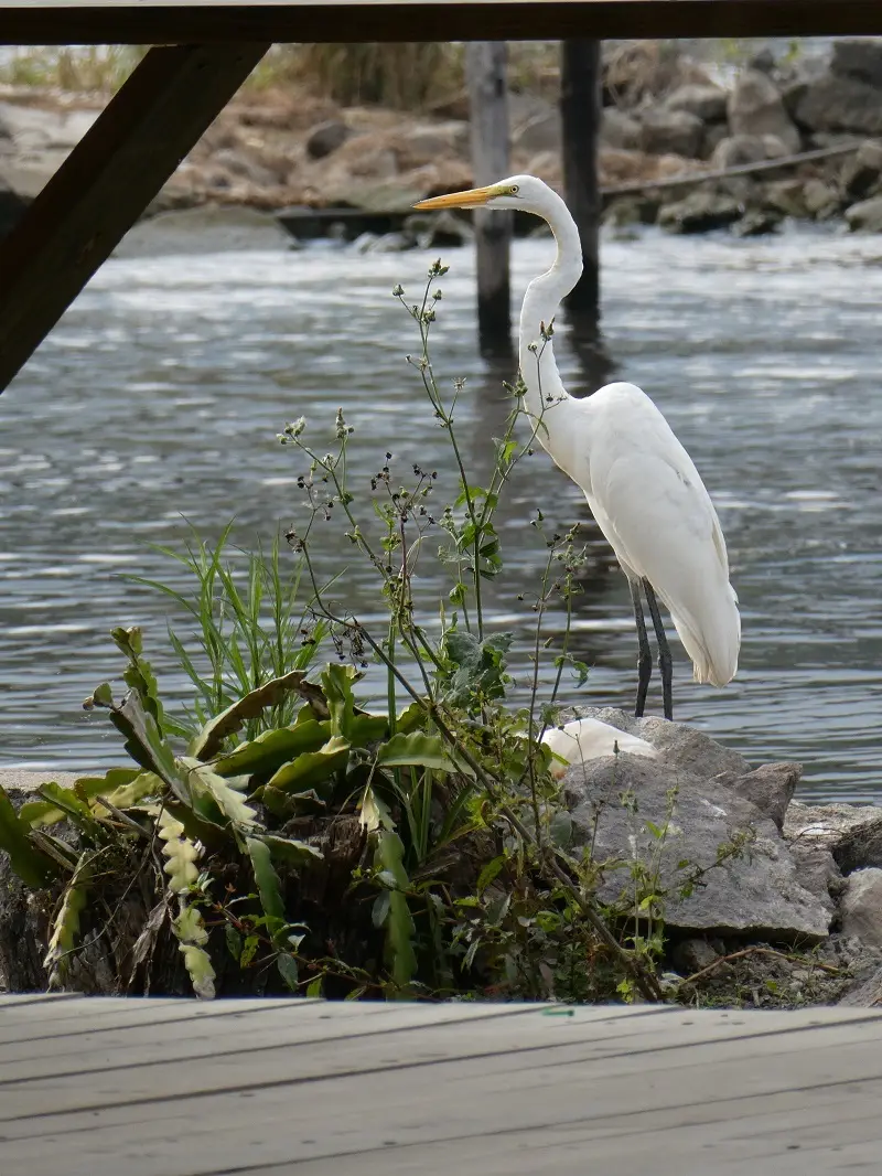 P1000340.JPG