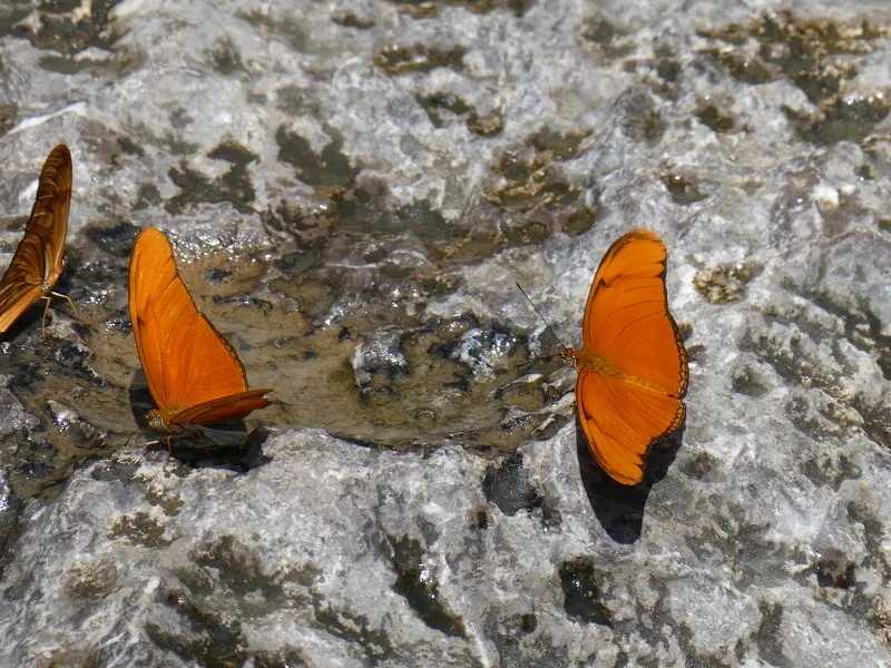 P1000795.JPG