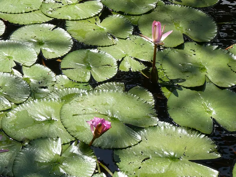 P1012140.JPG