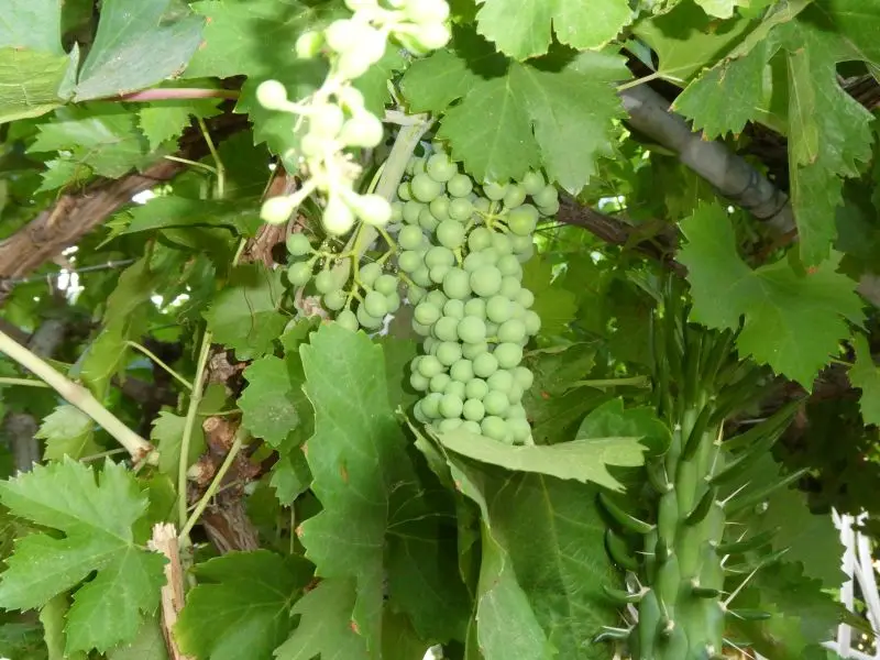 P1013375.JPG