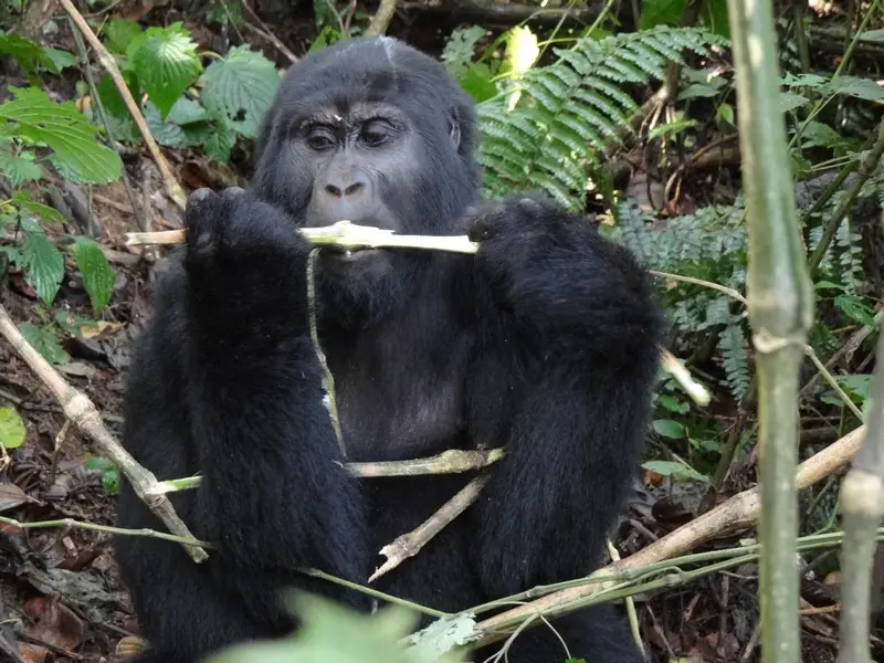 h5019cc1.JPG