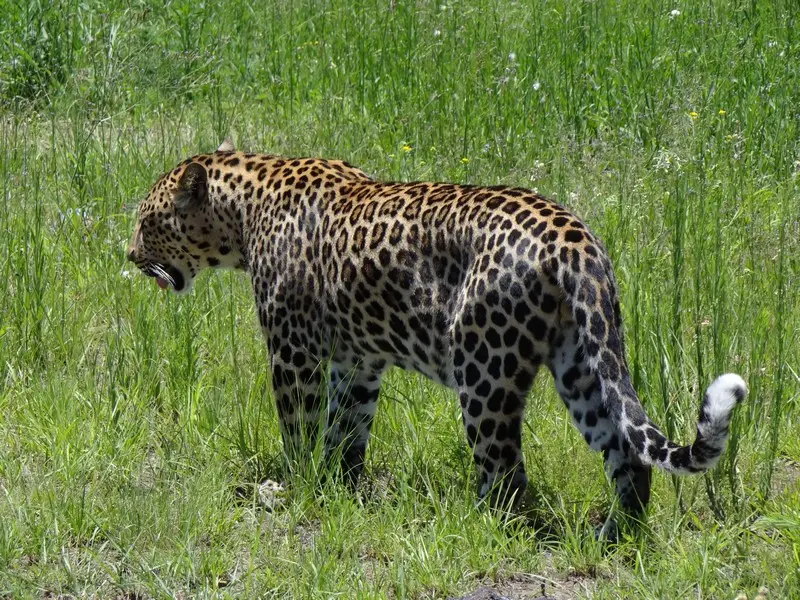 h91c11c1.JPG