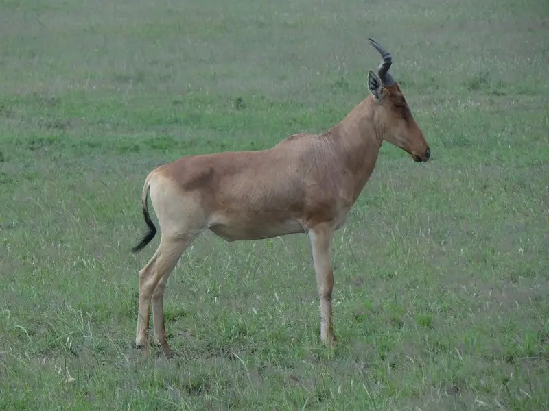 hd4c9a74.JPG