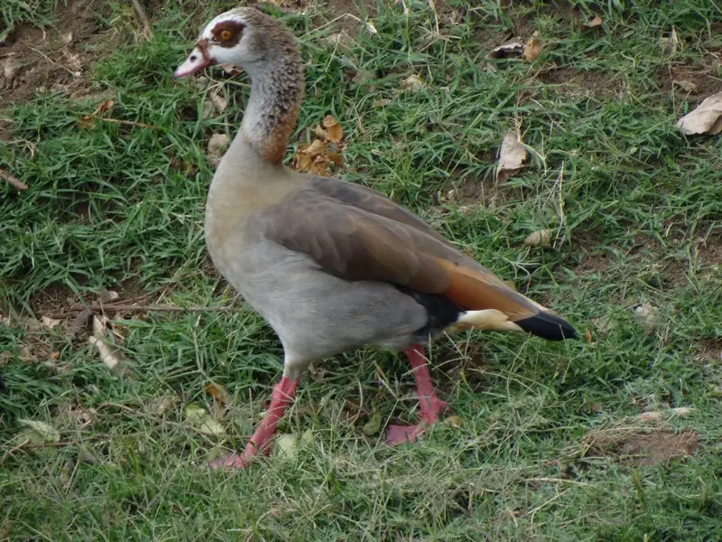 hf23033c.JPG