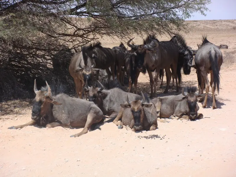 namibia2010381.jpg