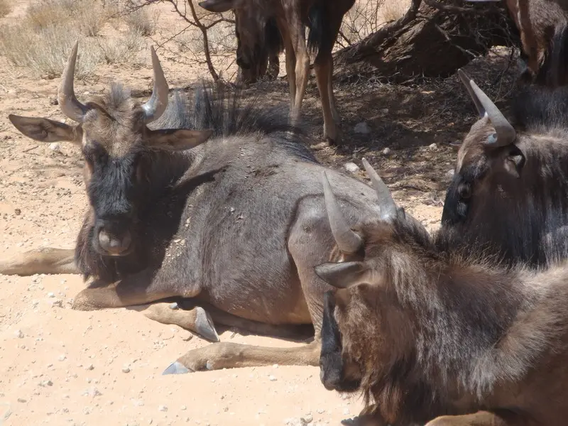 namibia2010386.jpg