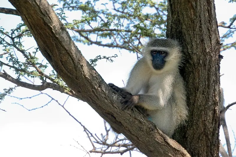 vervet-monkey-379609_1280.jpg