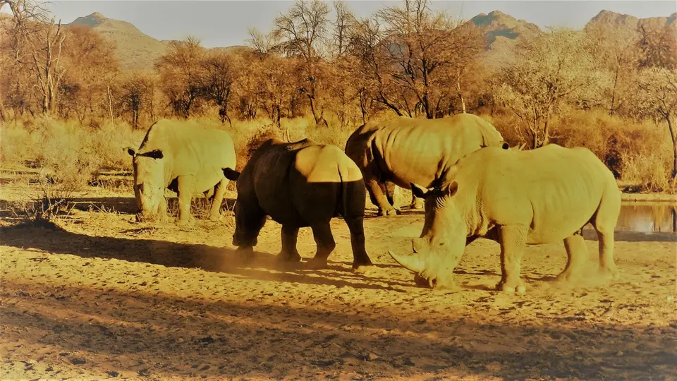 GocheganasRhino-Treff.jpg