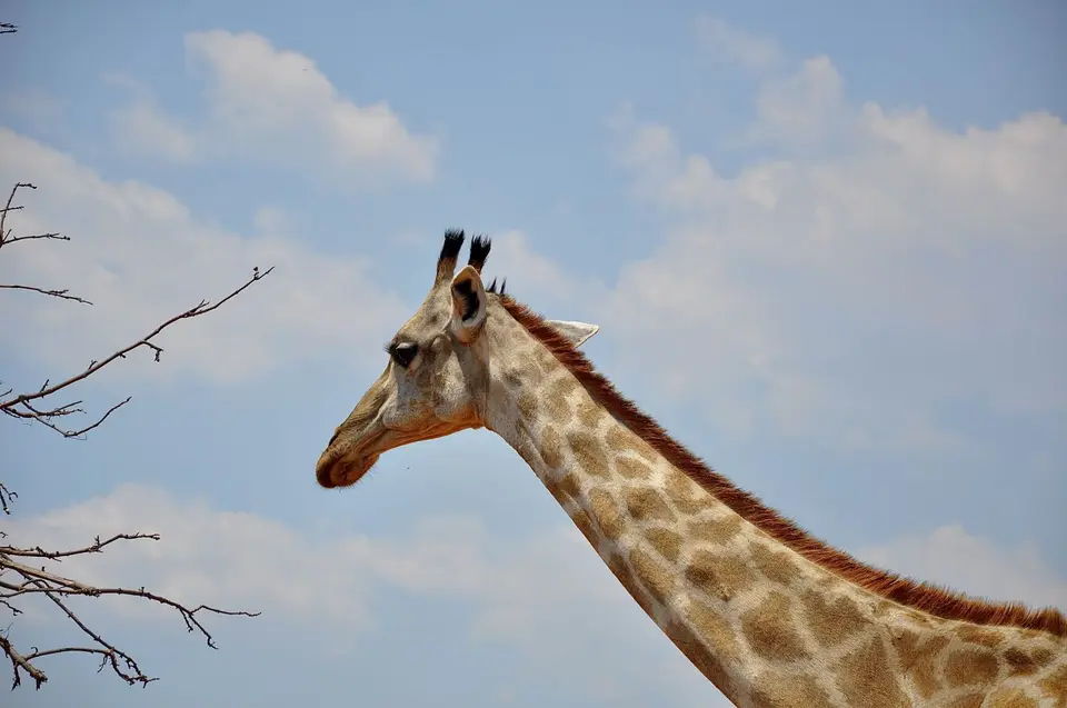 679CF66E-2E75-4F97-88D6-C0660852D7F0_1_201_a.jpeg