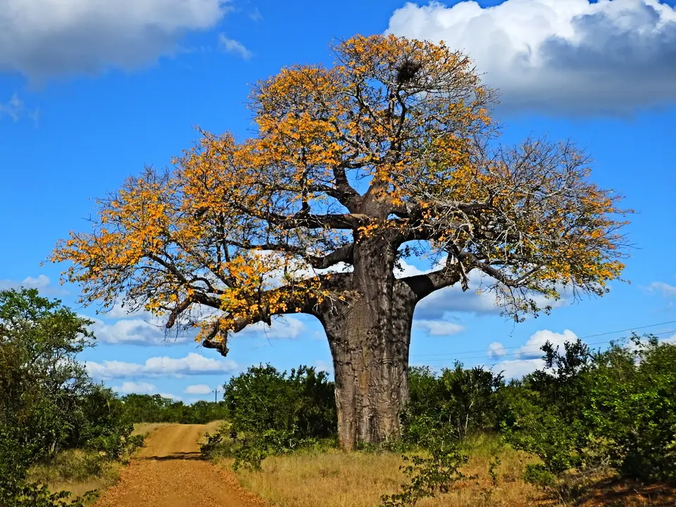 001BaobabimHerbstlaub.jpg