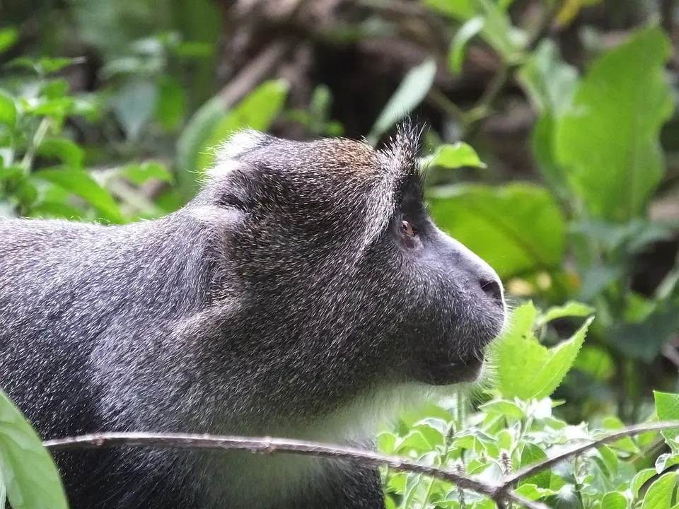 003Diadem-MeerkatzeArushaNP.jpg
