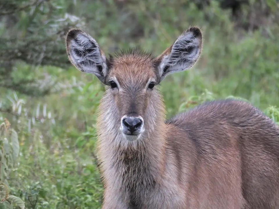 004Wasserbock-KalbArushaNP.jpg