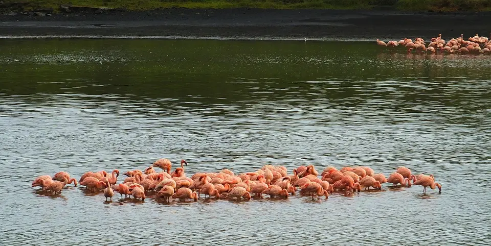 007FlamingosArishaNP2.jpg
