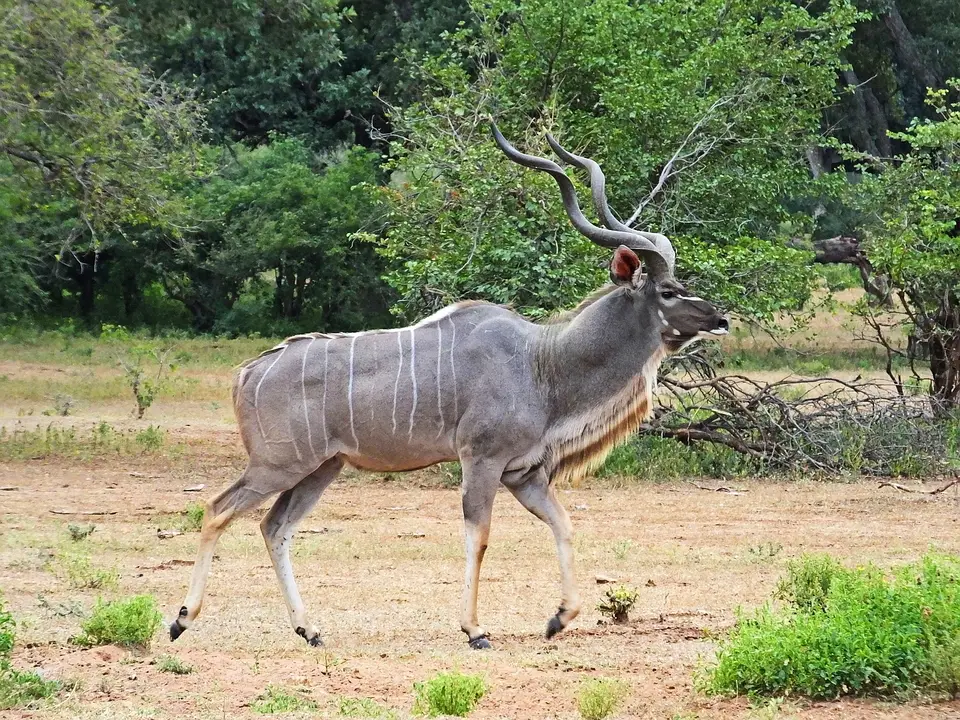 011Kudu.jpg