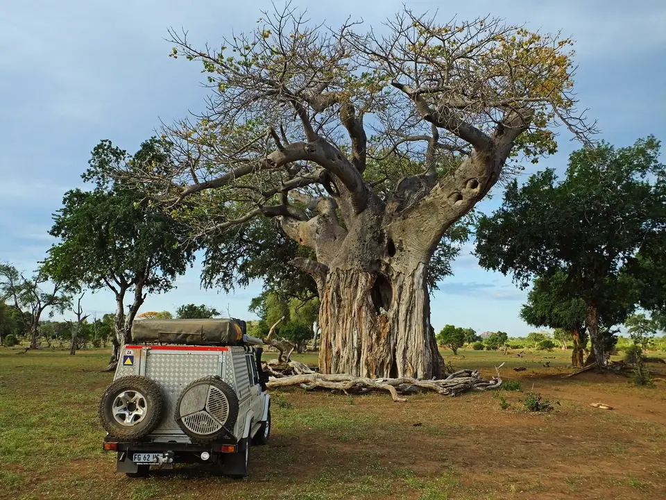 012AutoundBaobab.jpg