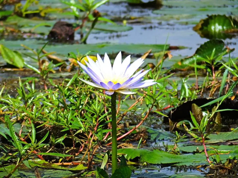 026Seerosenblüte.jpg