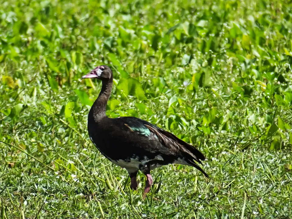 027Gans.jpg